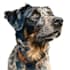 design custom pet portrait