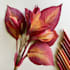 draw illustrations with flowers and different objects