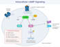 create clean scientific illustrations, figures, diagrams and schematics
