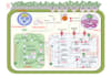 create publication quality scientific figures and graphical abstracts