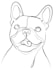 draw a custom minimalist pet line art illustration