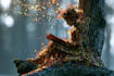 photoshop and image manipulation