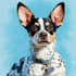 create a cartoon pet portrait from photo