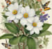 illustrate best botanical illustration