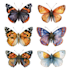 hand paint scientific watercolor animal illustrations