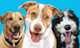 draw vector cartoon for all your pets