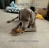 create authentic pet and lifestyle ugc videos