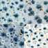 create seamless pattern design and textile print design