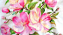 draw beautiful botanical and floral illustrations