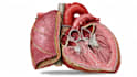 create anatomy, medical, and scientific illustrations