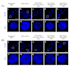 professionally analyse your confocal microscopy images