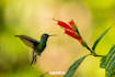 provide professional wildlife photography mentoring