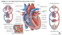 create anatomy, medical, and scientific illustrations