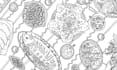 do detailed colouring book illustrations
