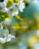 design beautiful islamic social media posts in canva
