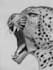 create custom sketches animal sketch animie sketches