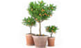 do 3d house tree model,office flower design and glb,gltf,obj model file print
