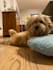 create engaging pet ugc videos for your brand