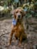 create high quality pet content