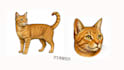 paint your pet as if it were a cartoon