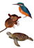 do scientific spot illustration