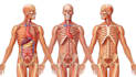 draw detailed medical illustrations