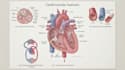 draw exercise, medical and anatomy illustrations