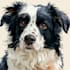 draw pet portrait into cartoon vector
