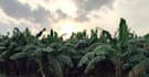 sell high quality nature photo graphi