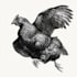 make a black and white pen and ink illustration