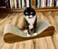 create scroll stopping ugc for cat brands and more