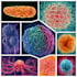 do draw a scientific illustration