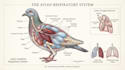 create anatomy, medical, and scientific illustrations