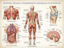draw detailed medical anatomy illustrations