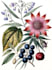 draw fineline botanical delicate flowers