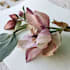 illustrate best botanical illustration