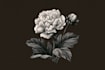 illustrate best botanical illustration