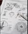 hand drawn scientific illustration