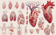 create anatomy, medical, and scientific illustrations