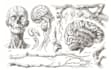 draw professional medical illustrations