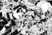 create custom comic and illustration