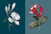 do botanical illustration of flower illustration logo