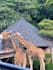 plan your kenya trip itinerary with travel concierge services