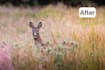 professionally edit your wildlife and nature photography