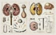 create medical and scientific illustrations