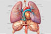 draw detailed medical illustrations
