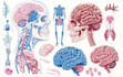 create medical and scientific illustrations