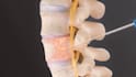 create a 3d anatomy animation, human anatomy, and medical explainer video