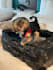 create authentic pet related content
