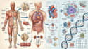 create anatomy, medical, and scientific illustrations